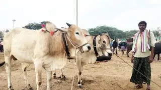 pebbair bulls market prices-pebbair santha-oxen bull market-ox market-cattle market-bulls market