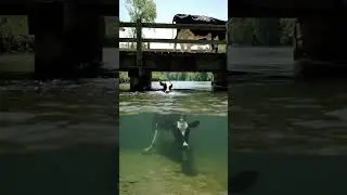 Sudden Accident! Cow Falls into Water from the Bridge 🐄🌉💦
