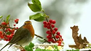 Robin birds singing song - cheerily, cheer up,cheer up, cheerily, cheer up.