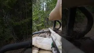 beaver pond management
