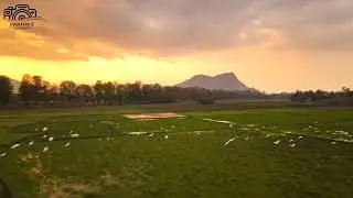 Evening Vibes - Herons - Green fields - Village 