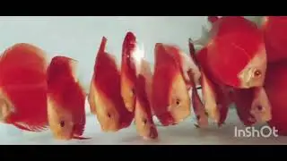 High quality imported Discus Available All varieties Call or whatsapp 8240501106 shipping Available