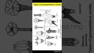 Types of Gamopetalous corolla | neet biology | class 11th biology | @inditeaching