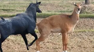 why Nilgai so excited every time #nilgaiexcited,