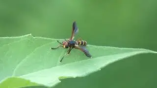 Wasp-mimicking Thick-headed Fly (Leopoldius japonicus) Takeoff 240fps
