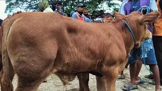 Pedet Limousin Super Harga Murah Meriah !! Calon 1 TON !! Pasar Sapi Kerek 
