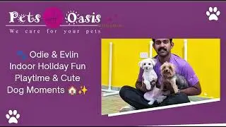 🐾 Odie & Evlin Indoor Holiday Fun | Playtime & Cute Dog Moments 🏠✨