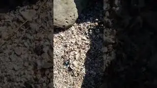 Shell hunting in Saint Martin's Island #shorts| Sea Shell |Shell beach in Bangladesh| ASMR at beach
