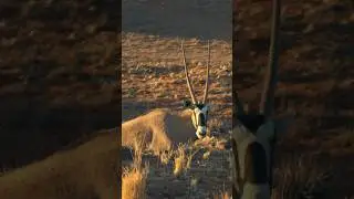 Party in Namib desert | Cinematic video | Sony a7iv #Namibia #party #desert #cinematic