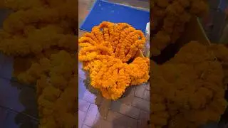 A glimpse of Tihar 🪔#shorts