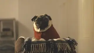 Vision Direct Christmas Advert 2015 &ndash; A Pug&rsquo;s Christmas