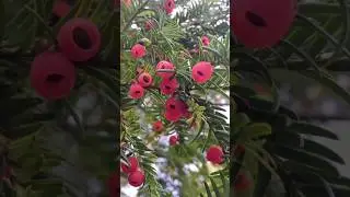 хвойное дерево тис #тис#хвойноедерево#shortvideo