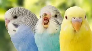 Buggies Sphere/Home Vibes & Moments❤️💕#bugiesphere #trending #birds #4k 