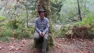 The Biggest Maples in the World! Bigleaf Maple (Acer macrophyllum)