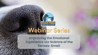 Improving the Emotional Experience via Science of the Senses: Smell