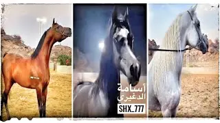 بضيافة مربط الجياد 🐎 بالطائف أسامة الدغيري