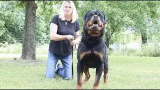 TX Rottweiler Ranch | Rottweiler Vlogs Ep. 140 Mizzo & Mack | Debra Owens