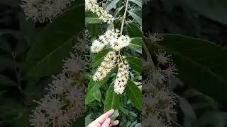 Prunus laurocerasus flowers/лавровишня лекарственная цветение/#shorts