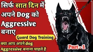 Dog Ko Aggressive Karne Ka Tarika | Dog Ko Aggressive Kaise Karte Hain | Aggressive Dog Training