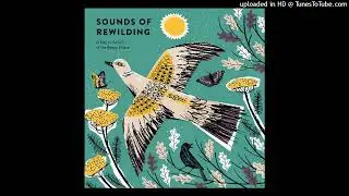 Sounds of Rewilding - Dawn
