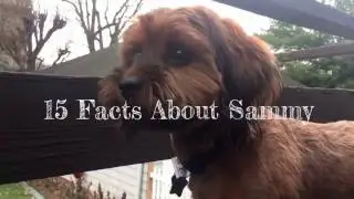 15 Facts About Sammy the Schweenie!