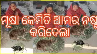 ମୂଷା କେମିତି ଆମର ନଷ୍ଟ କରିଦେଲା || village girl vlog 24 