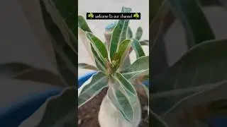 Adenium started blooming after repoting #shorts#shortsvideo #youtubeshorts #viral