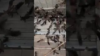 squirrel farm