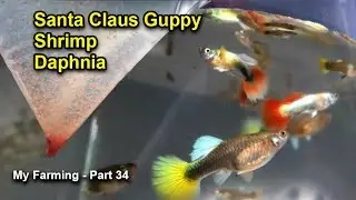 Daphnia | Santa Claus Guppy | Shrimp | My Farming - Part 34