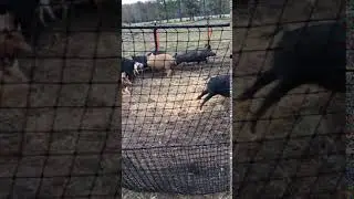 Catch Club - Owner Video 002 | Pig Brig Trap Systems