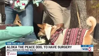 Dog accompanying monks on peace walk will have surgery