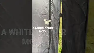 A white looper moth