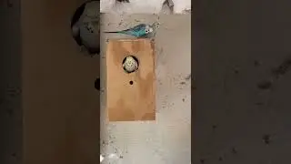 #viral #birds #coqueirinho #pets #parrot #coleirosolto #video #petsfofinhos #budgies #shorts #aves