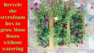 How to grow Portulaca (Moss Roses) from cuttings, beautiful blooms / DIY Rooftop Garden Ideas