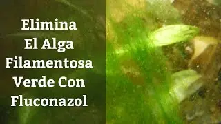 🔵 Elimina El Alga Filamentosa De Acuario Con Fluconazol (Acuarios MB)