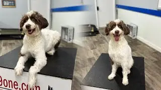E-Collar Conditioning Explained | Building Focus & Impulse Control with an Charlotte 