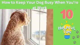 10 Ways to Keep Your Dog Busy When You're at Work