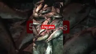 silver karp।। সিলভার কার্প মাছ।। ৫ কেজির বেশি।। #তানদারি