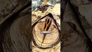 Самое странное существо природы?