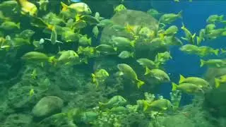 SOOTHING RELAXING DEEP SLEEP,  SLEEP FAST, STRESS RELIEF, ZEN, YOGA, MEDITATION, FALL SLEEP FAST