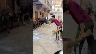Subscribe me #shortvideo #youtubeshorts #cowlover