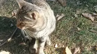 CATS ARE SPENDING TIME IN NATURE