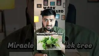 Eat this to lose weight fast #moringatree #moringa #moringapower #moringabenefits