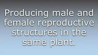 What does Homothallic mean?