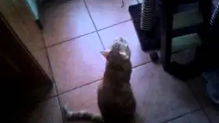 Chat fou qui miaule !