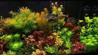 120 Gallon Rainbowfish Planted Tank March 2021