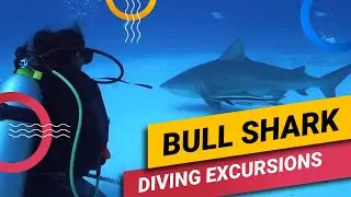 BULL SHARK Diving EXCURSIONS In Playa del Carmen With Dressel Divers