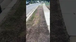 Lawn renovation going really good. Even getting purple grass! #healthylawn #lawncare #diylawncare