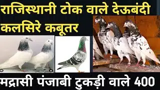 Rajisthani Toq Wale Famsh Desi Hayfly Pigeon |#Mdrasi Resing Pigeon |24/01/26