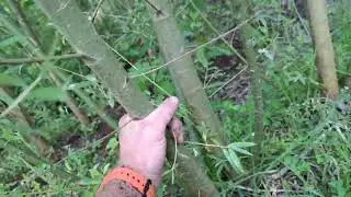 Hybrid Willow Grows 15' Tall With ZERO Care (2 Yr Update)